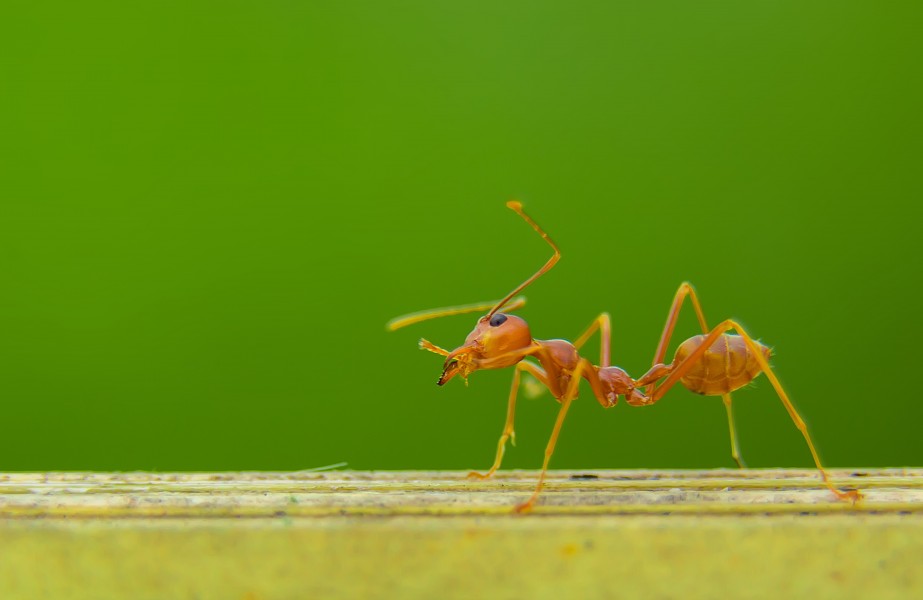 An Ant 02