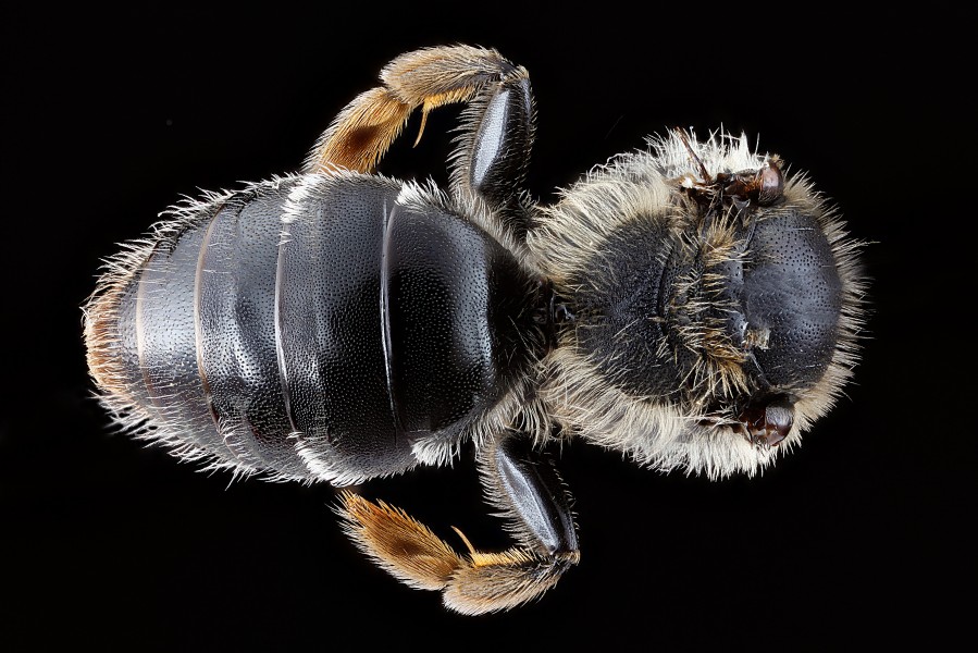 Andrena-cresonii,-female,-propodeum 2012-07-19-16.37.48-ZS-PMax (7632270824)