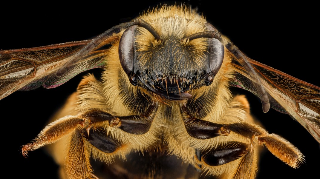Andrena hilaris, F, face, Maryland, Anne Arundel County 2012-12-14-14.32.37 ZS PMax (8284640620)