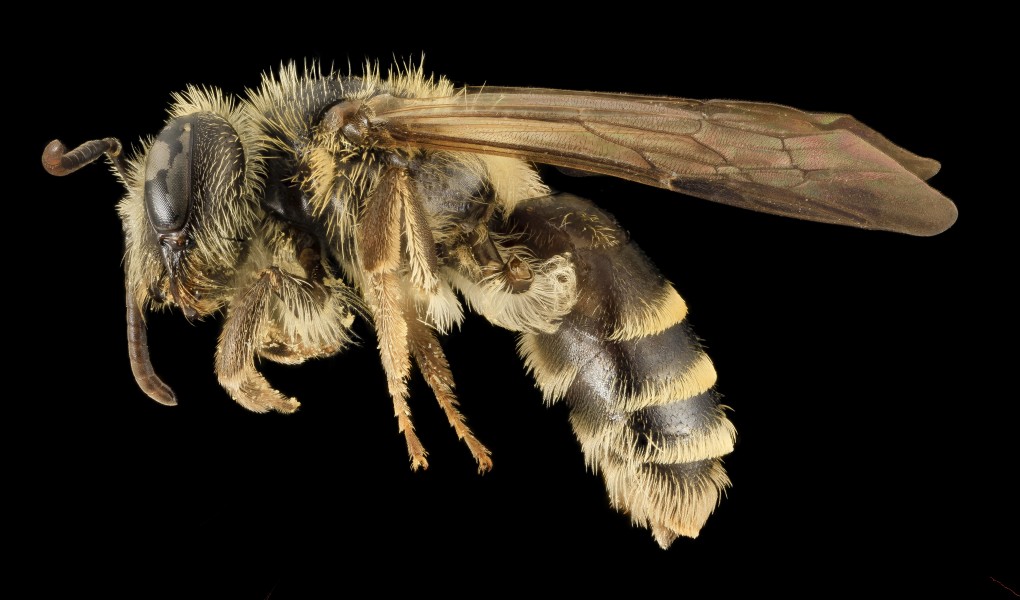 Andrena nebecula, F, Side, MD, Anne Arundel 2014-02-11-16.56.48 ZS PMax (12543099053)