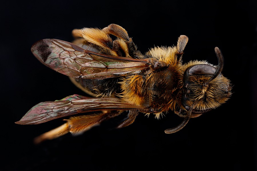Andrena-nigrihirta,-female,-back 2012-04-09-13.15.08-ZS-DMap