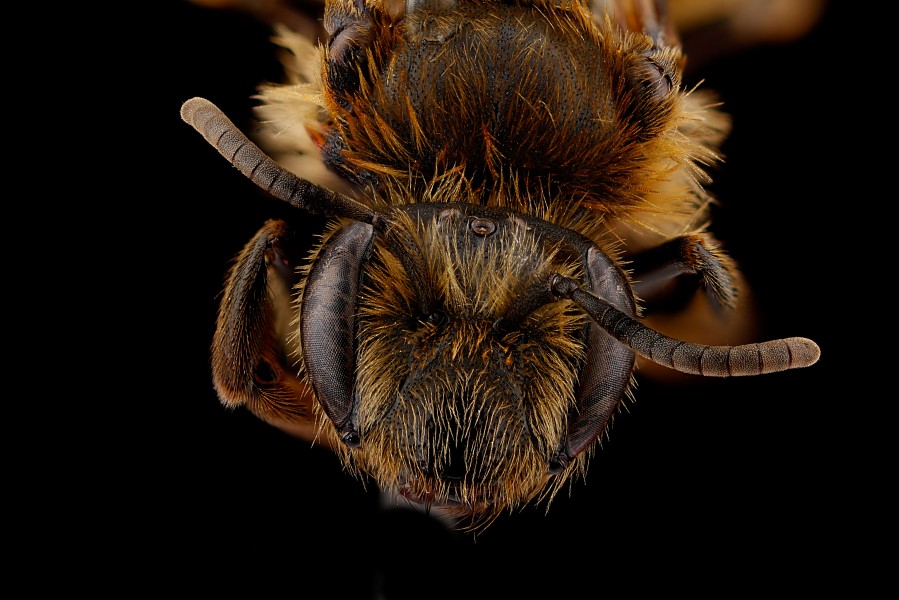 Andrena nigrihirta f