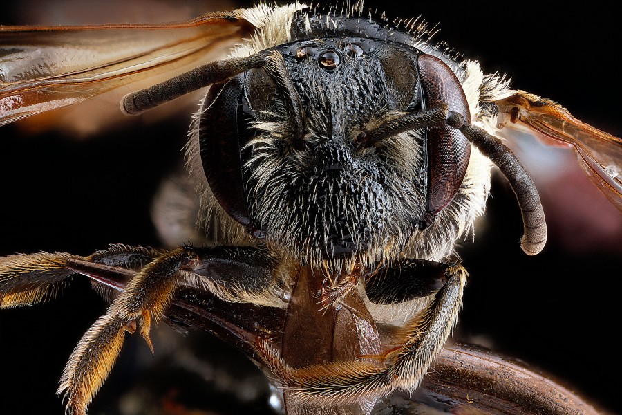 Andrena-nuda,-female,-face 2012-08-03-17.21.38-ZS-PMax (7726385554)