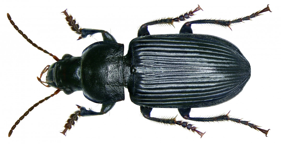 Anisodactylus binotatus (Fabricius, 1787) (2892222821) (2)