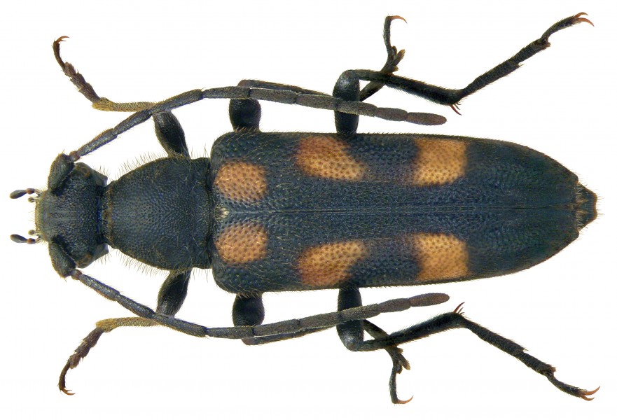 Anoplodera sexguttata (Fabricius, 1775) (3636414508) (2)