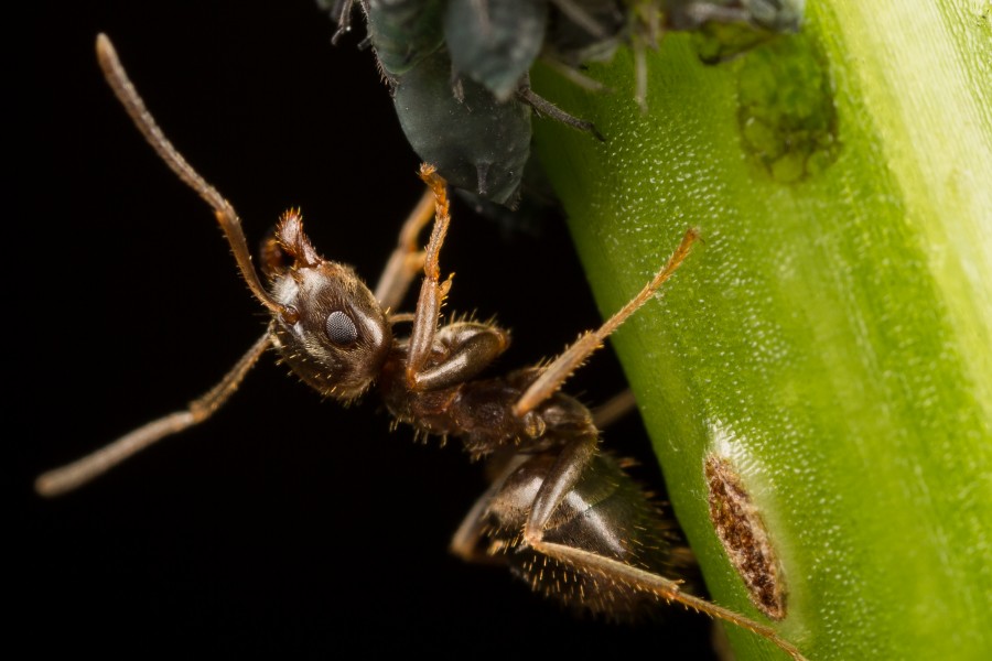 Ant (15291405055)