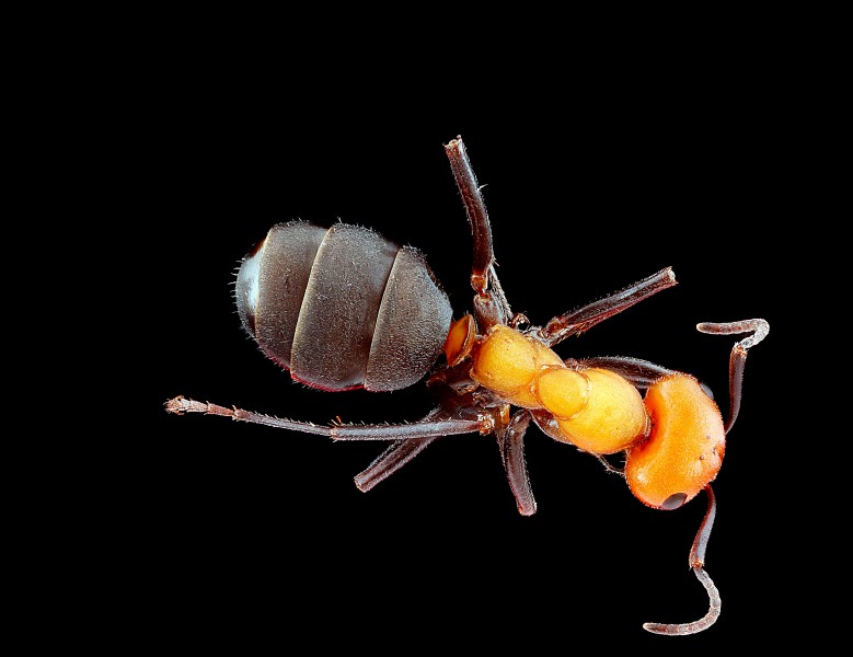 Ant,-back 2012-07-26-16.01.47-ZS-PMax (7678829942)
