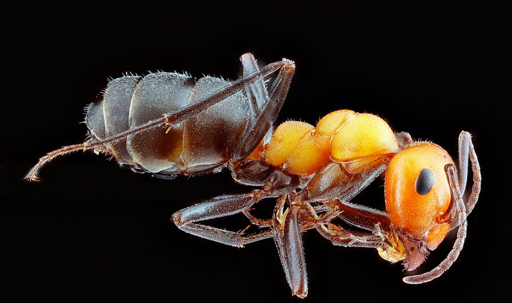 Ant,-side 2012-07-26-16.09.36-ZS-PMax (7652345308)