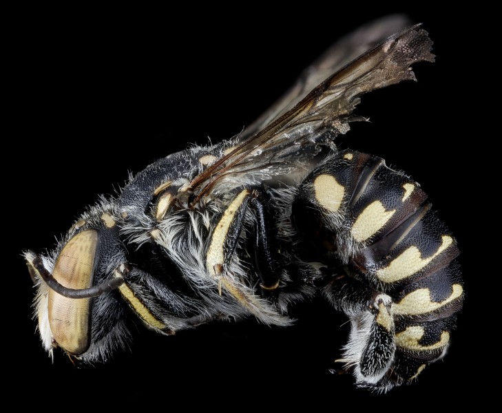 Anthidium maculifrons, M, side, Florida, St. Johns County 2013-02-06-14.13.12 ZS PMax (8469247260)
