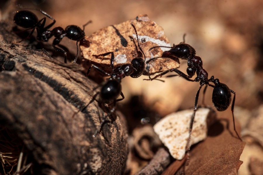 Ants with rock