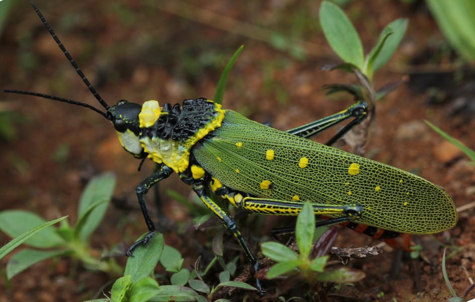 Aularches miliaris coorg