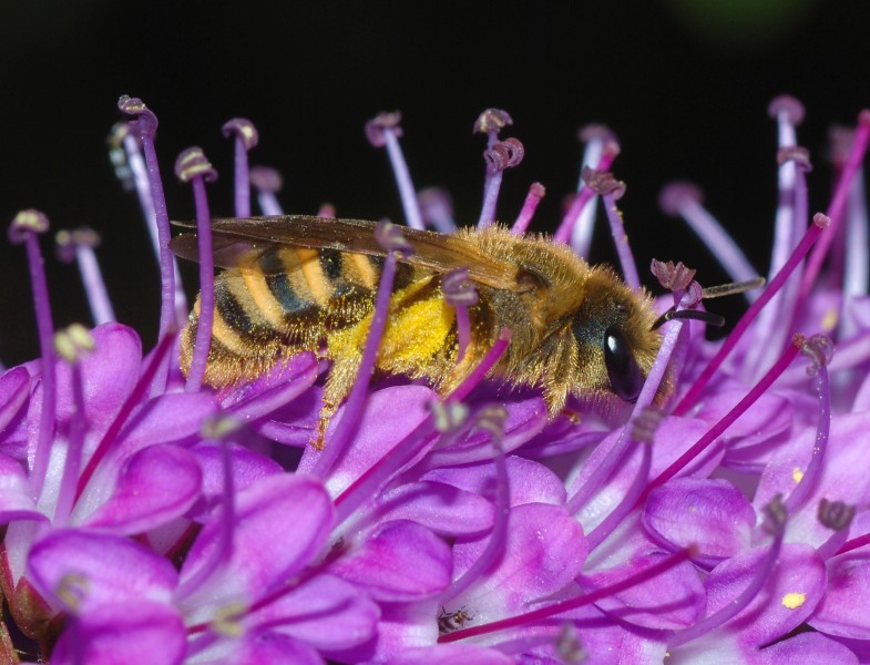 Bee May 2008-5