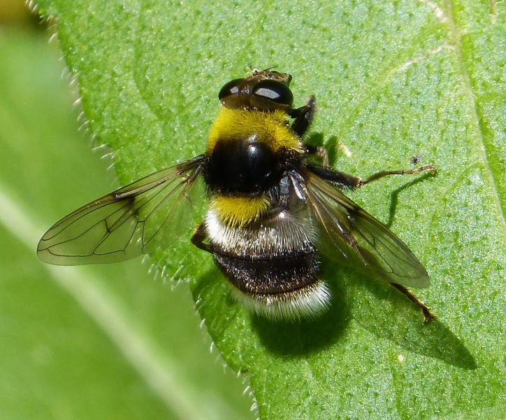 Bee mimic. hoverfly (15641613524)