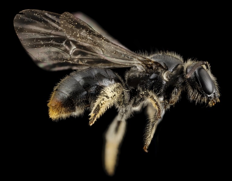 Bee small red tip, f, chile, side 2014-08-08-17.43.13 ZS PMax (15694441161)