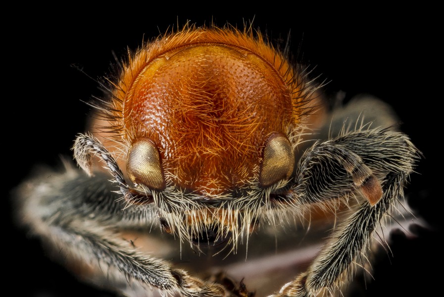 Beetle 3, face 2012-06-20-15.42.23 ZS PMax (11611129323)