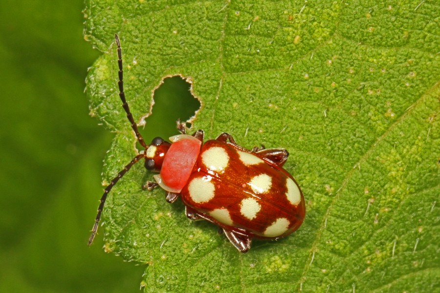 Beetle - Omophoita species, Caves Branch Jungle Lodge, Belmopan, Belize