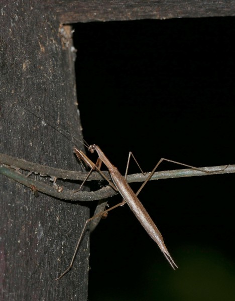 Brown Mantis (Mantodea, Thespidae ?) (Id ?) (28803663423)