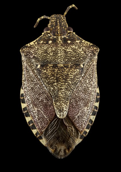 Brown marmorated stink bug (Halyomorpha halys) - Back - USGS Bee Inventory and Monitoring Laboratory