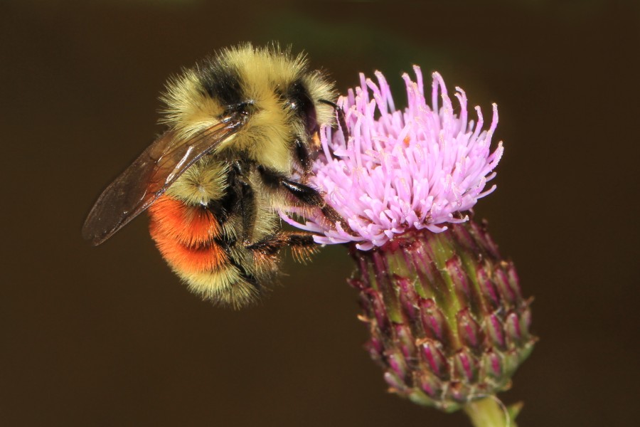 Bumble Bee - Bombus species, Scott's Lake Hill, Alberta (36738313382)