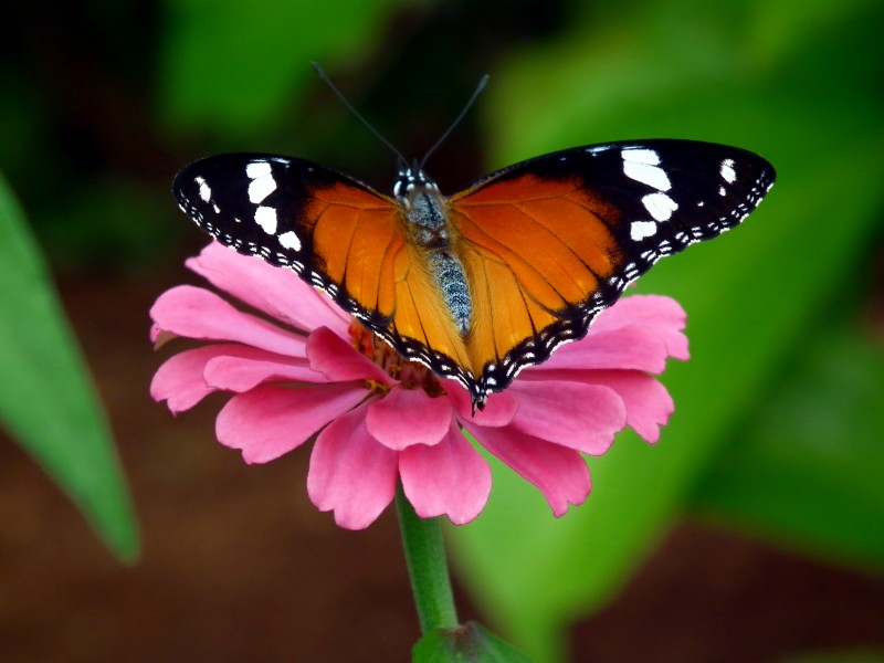 Butterfly on Zinnia from Lalbagh 8617 01