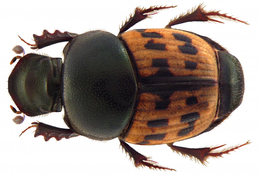 Caccobius pantherinus Arrow, 1931 male (4497474282)