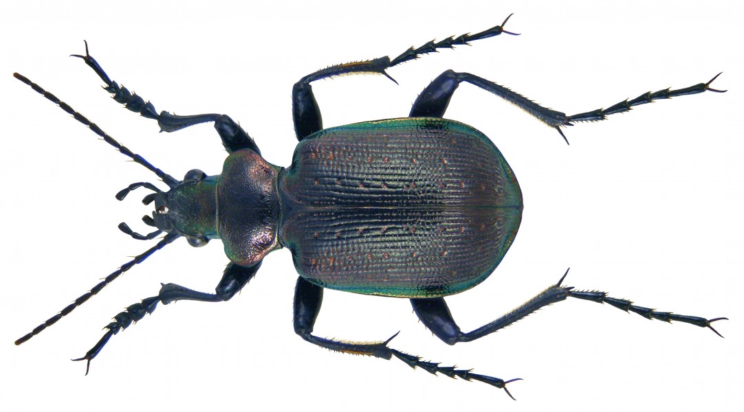 Calosoma inquisitor (Linné, 1758) Männchen (3563559278)