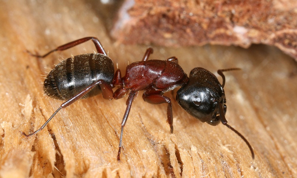 Camponotus sideview 2