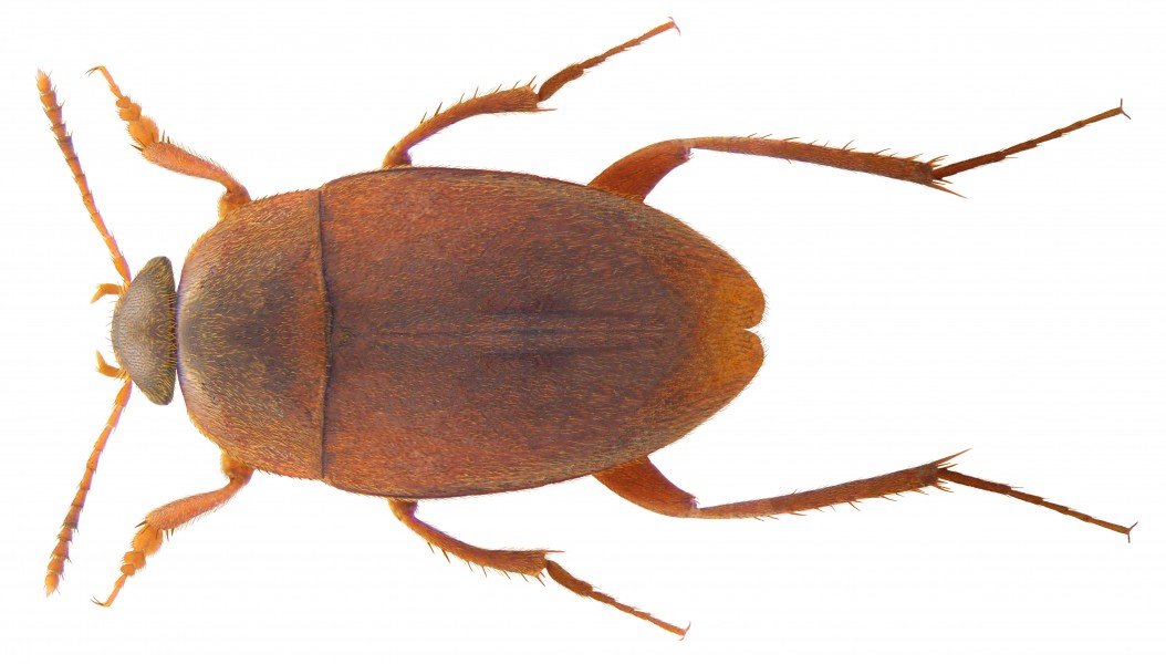 Catopidius depressus (Murray, 1856) (3853453640)