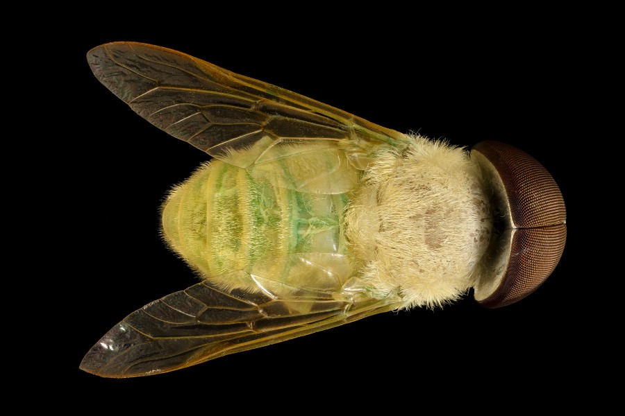 Chlorotabanus crepuscularis (Green Horse Fly) - Duck, North Carolina 2016-01-07-14.30 - USGS Bee Inventory and Monitoring Laboratory