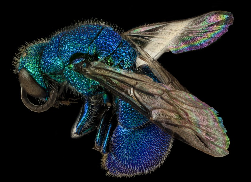 Chrysis propria Aaron, U, Side, MD, Baltimore County 2014-03-11-18.00.20 ZS PMax (13612332875)