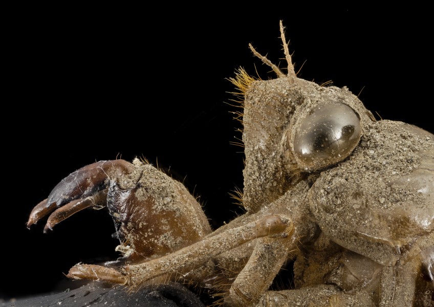 Cicada, shell, side face, upper marlboro, md 2014-07-10-20.11.47 ZS PMax