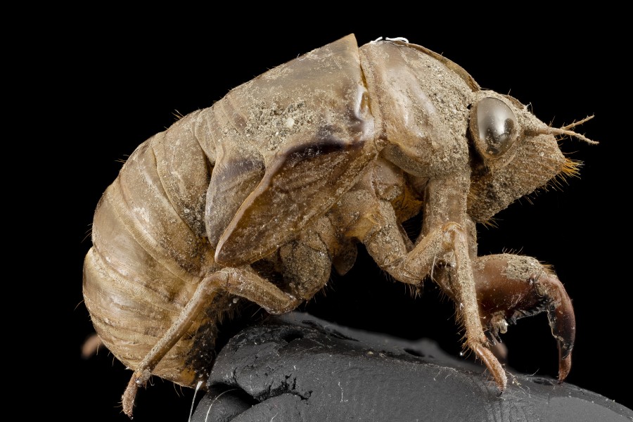 Cicada, shell, upper marlboro, md 2014-07-10-19.57.12 ZS PMax