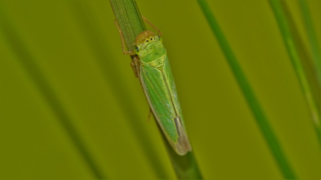 Cicadella lasiocarpae.1