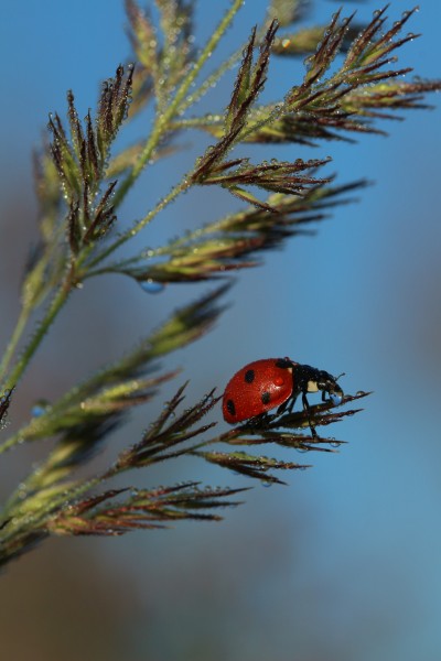 Coccinella septempunctata - Biedronka siedmiokropka - Seven-spot ladybird (35985069425)