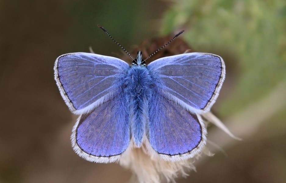 Common blue butterfly (Polyommatus icarus) male 3