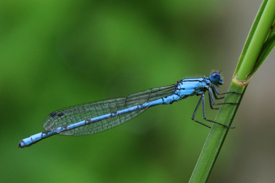 Common blue damselfly (Enallagma cyathigerum) male lateral