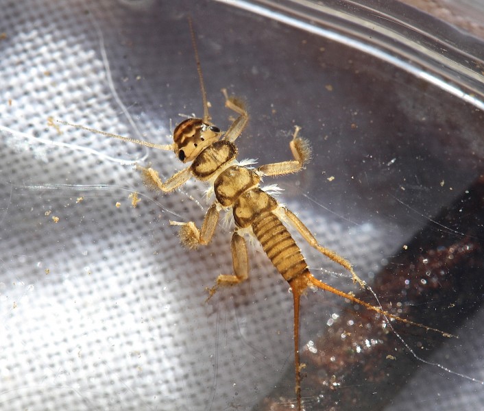 Common stonefly, Agnetina flavescens (10763842885)