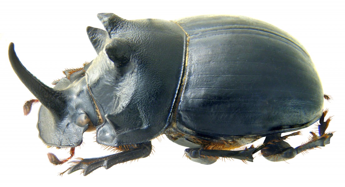 Copris sacontala Redtenbacher, 1848 male (4134135516)