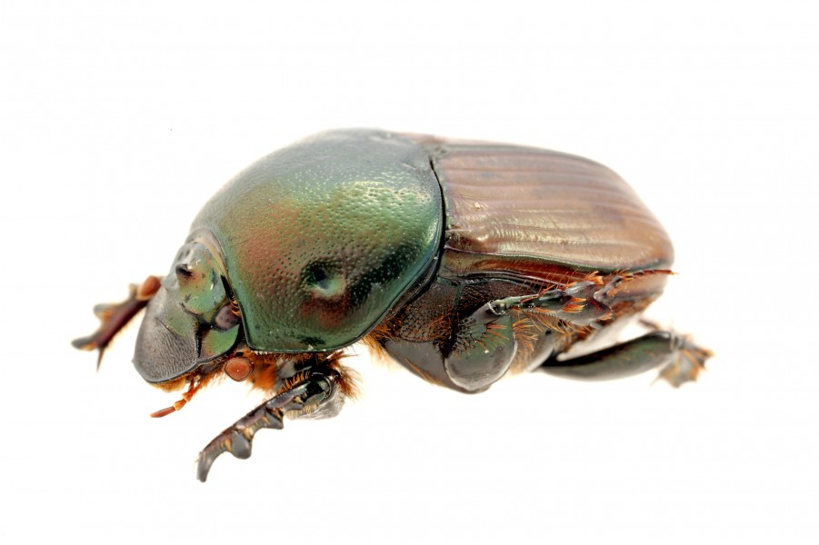 CSIRO ScienceImage 272 Dung Beetle