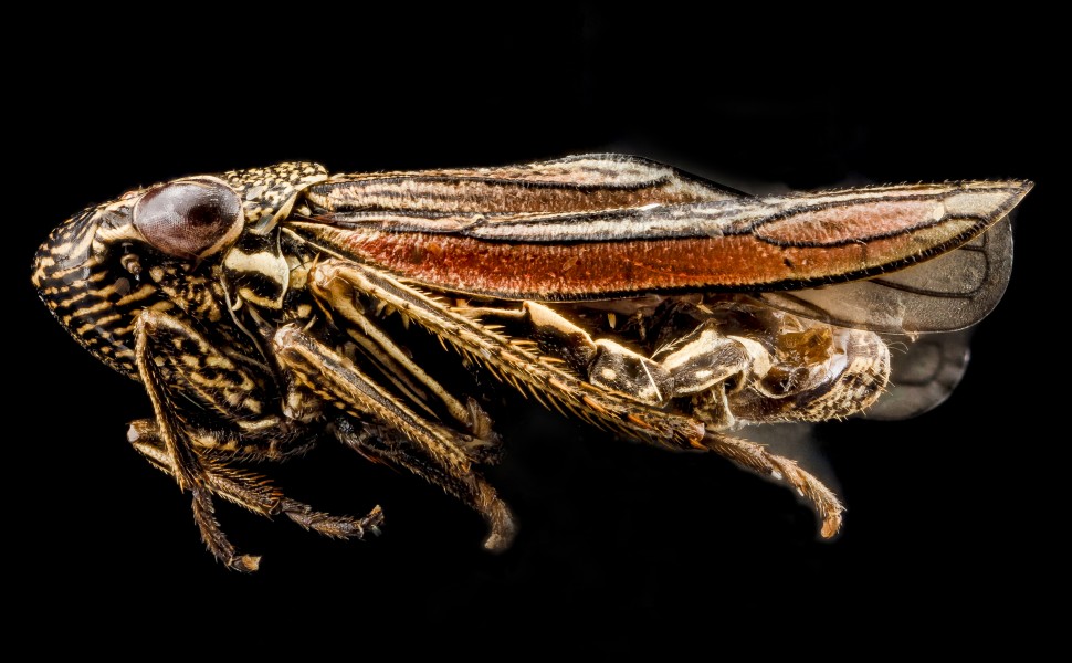 Cuerna species, Leafhopper 2, U, side 2, Fossil Butte, Wyoming 2012-10-25-13.04.17 ZS PMax (8126555367)