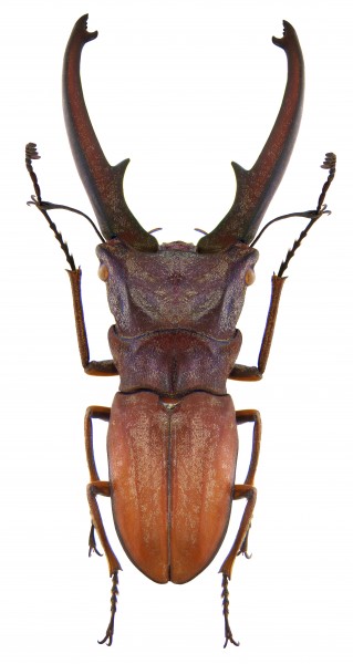 Cyclommatus canaliculatus canaliculatus Ritsema, 1981 male (3772653400)