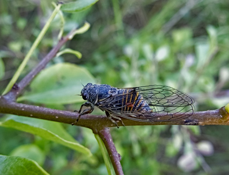 Цикада горная - Cicadetta montana - Mountain cicadas (19531484665)