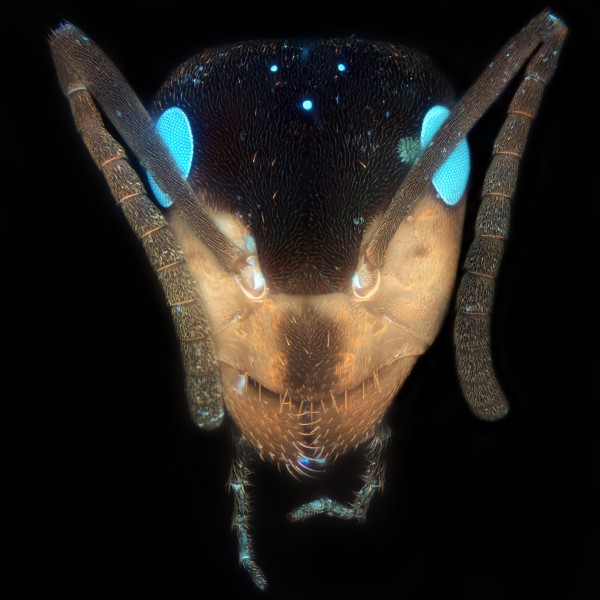 Голова муравья (синяя)
