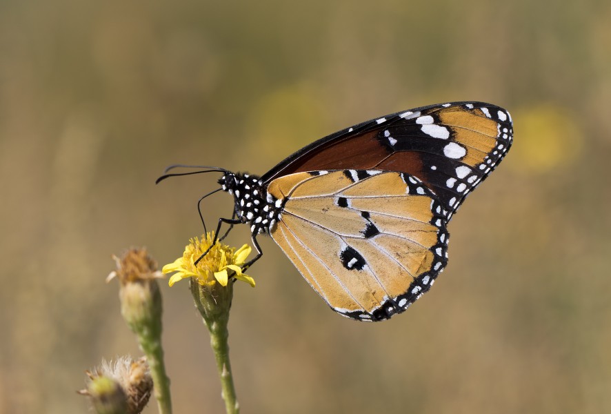 Danaus chrysippus - African monarch 15-2