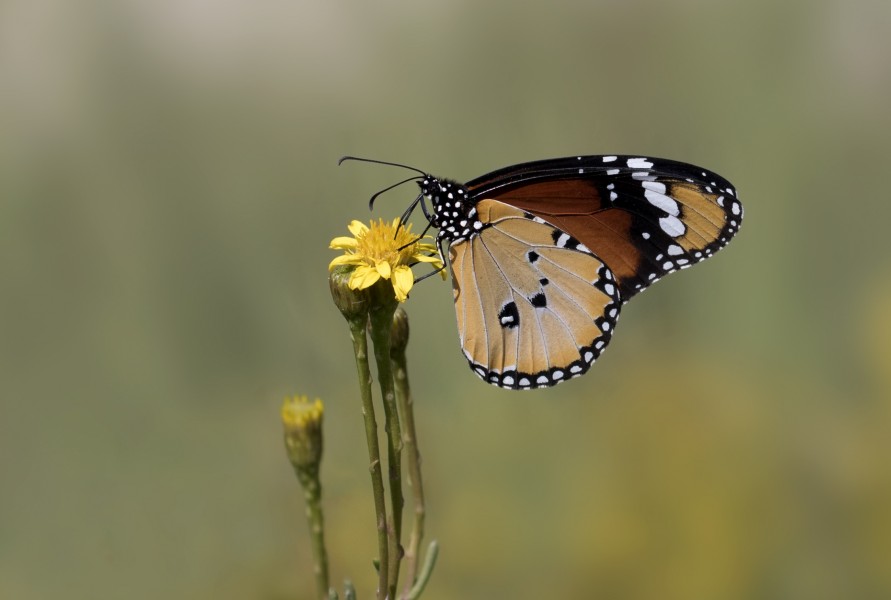 Danaus chrysippus - African monarch 18-2