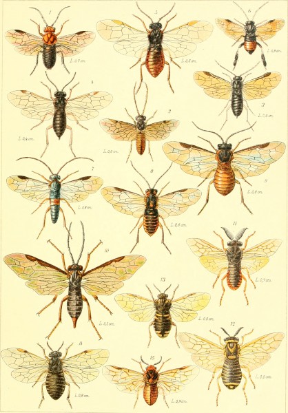 Die insekten Mitteleuropas insbesondere Deutschlands (1914-(26)) (20935587561)