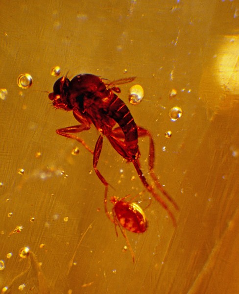 Diptera ≈ 2mm, Acari ≈ 800µm