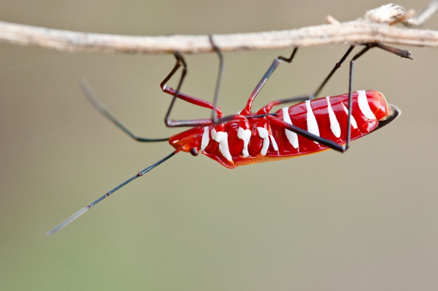 Dysdercus Cingulatus-Fabricius - Red cotton stainer bug (2)