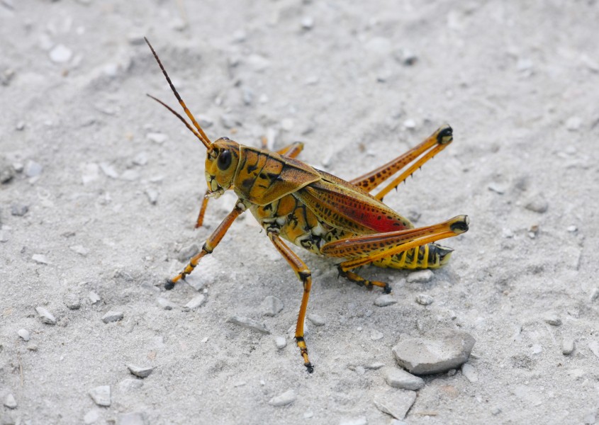 Eastern Lubber Grasshopper