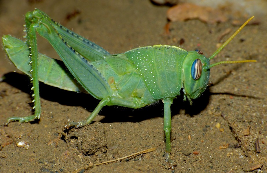 Egyptian Grasshopper (Anacridium aegyptium) nymph (9605973829)